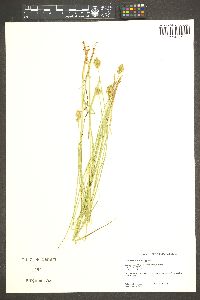 Carex subfusca image