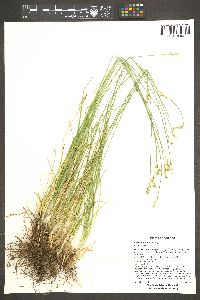 Carex vallicola image