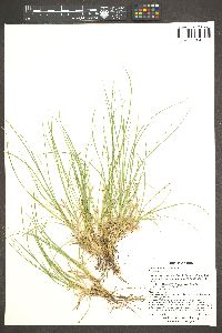 Carex geophila image