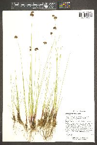 Juncus nevadensis image