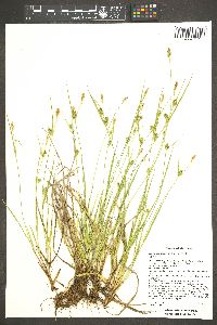 Carex conoidea image