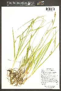 Carex arizonica image