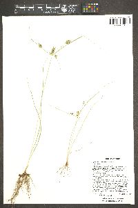 Cyperus sphaerolepis image