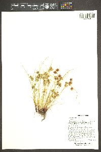 Cyperus squarrosus image