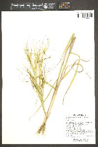 Heteropogon melanocarpus image