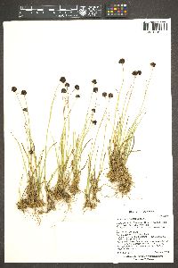 Juncus mertensianus image