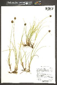 Carex vernacula image