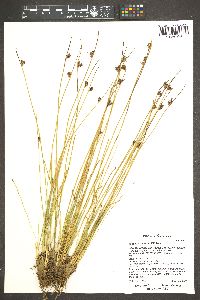 Juncus drummondii image