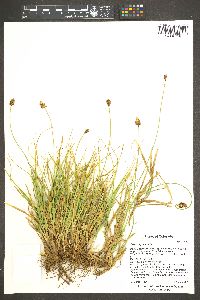 Carex nigricans image