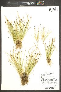 Eleocharis engelmannii image