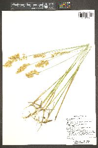 Anthoxanthum nitens image