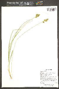 Carex wootonii image