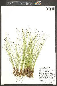 Eleocharis bolanderi image