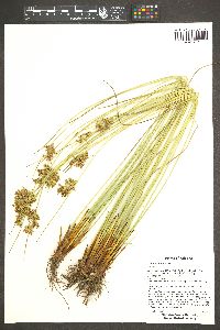 Juncus laccatus image