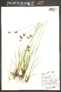 Juncus longistylis image