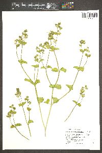 Mirabilis laevis var. villosa image