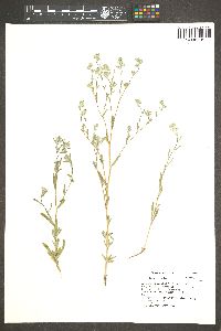 Lagophylla ramosissima image