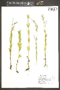 Epilobium saximontanum image