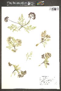 Cymopterus ibapensis image
