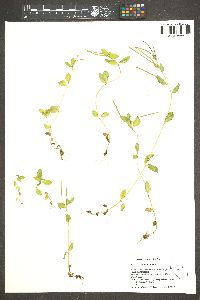 Epilobium oregonense image