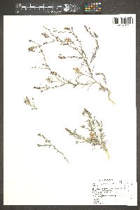 Cordylanthus kingii var. helleri image