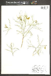 Astragalus tetrapterus image