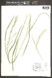 Bromus catharticus var. catharticus image