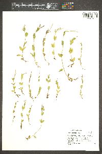 Epilobium oregonense image