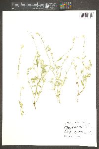 Cryptantha ambigua image