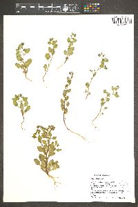 Phacelia lemmonii image