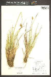 Carex subfusca image