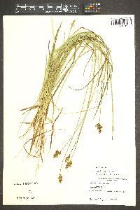 Carex subbracteata image