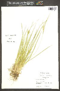 Carex aurea image