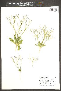 Aliciella leptomeria image