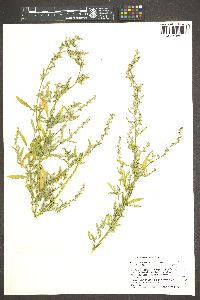 Chenopodium pratericola image