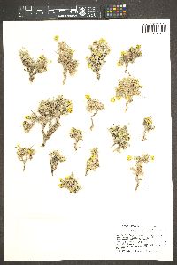 Eriogonum shockleyi image