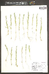 Epilobium torreyi image