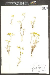 Eriogonum microtheca image