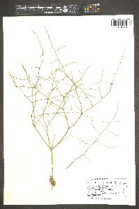 Eriogonum deflexum image