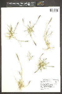 Crypsis alopecuroides image