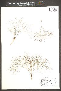 Oxytheca dendroidea var. dendroidea image