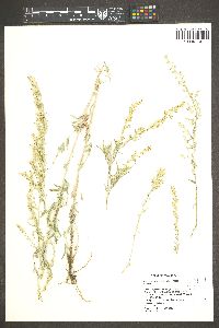 Artemisia ludoviciana subsp. albula image