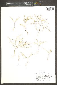 Eriogonum palmerianum image