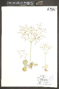 Eriogonum hookeri image