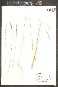 Muhlenbergia wrightii image