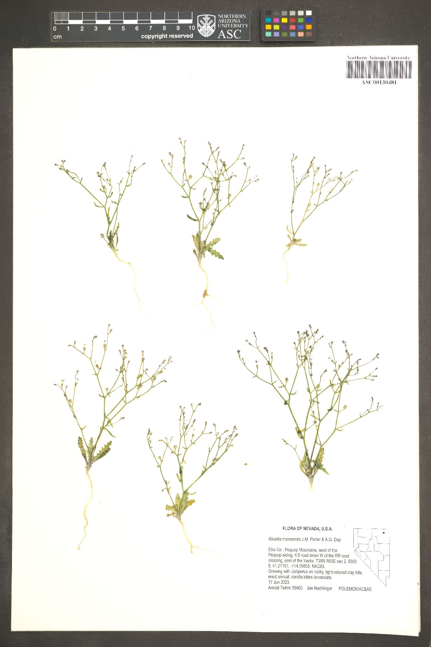 Aliciella monoensis image