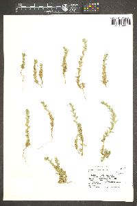 Epilobium campestre image