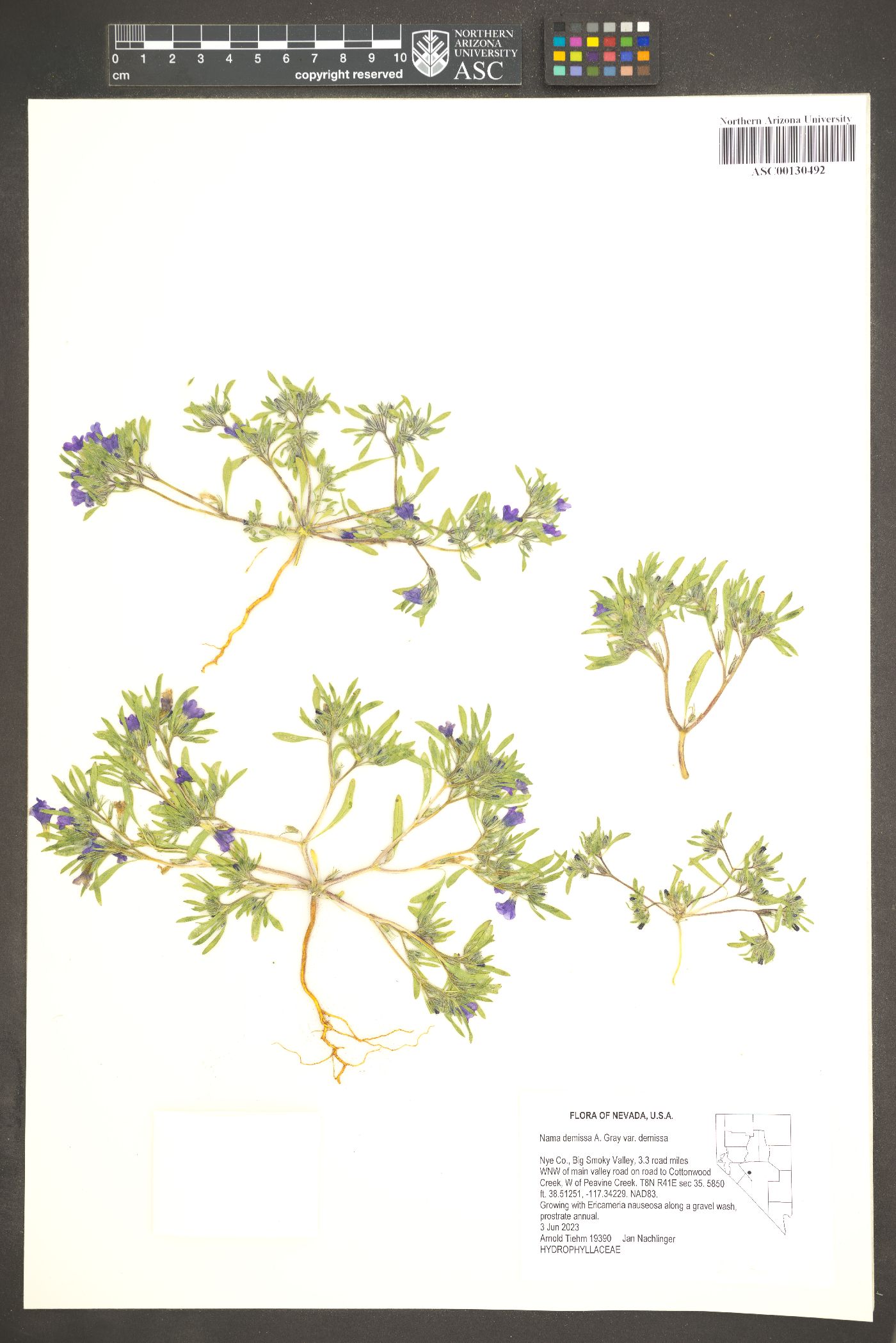 Nama demissa var. demissa image