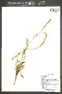 Rumex pulcher image