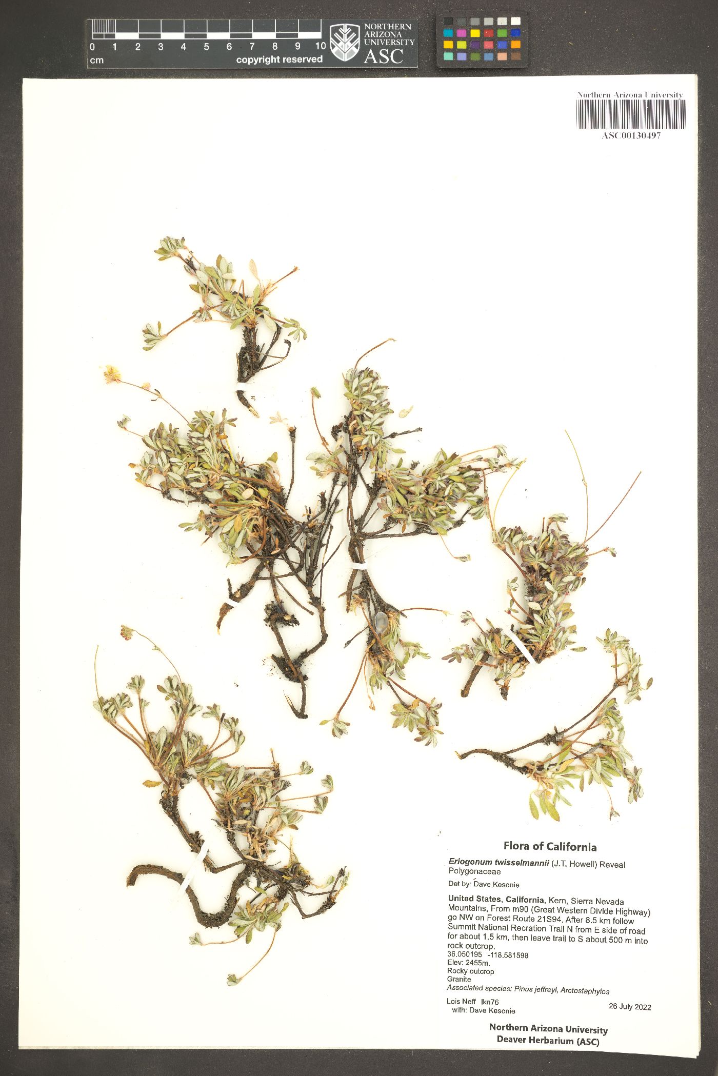 Eriogonum twisselmannii image